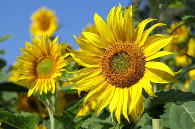 bunga matahari