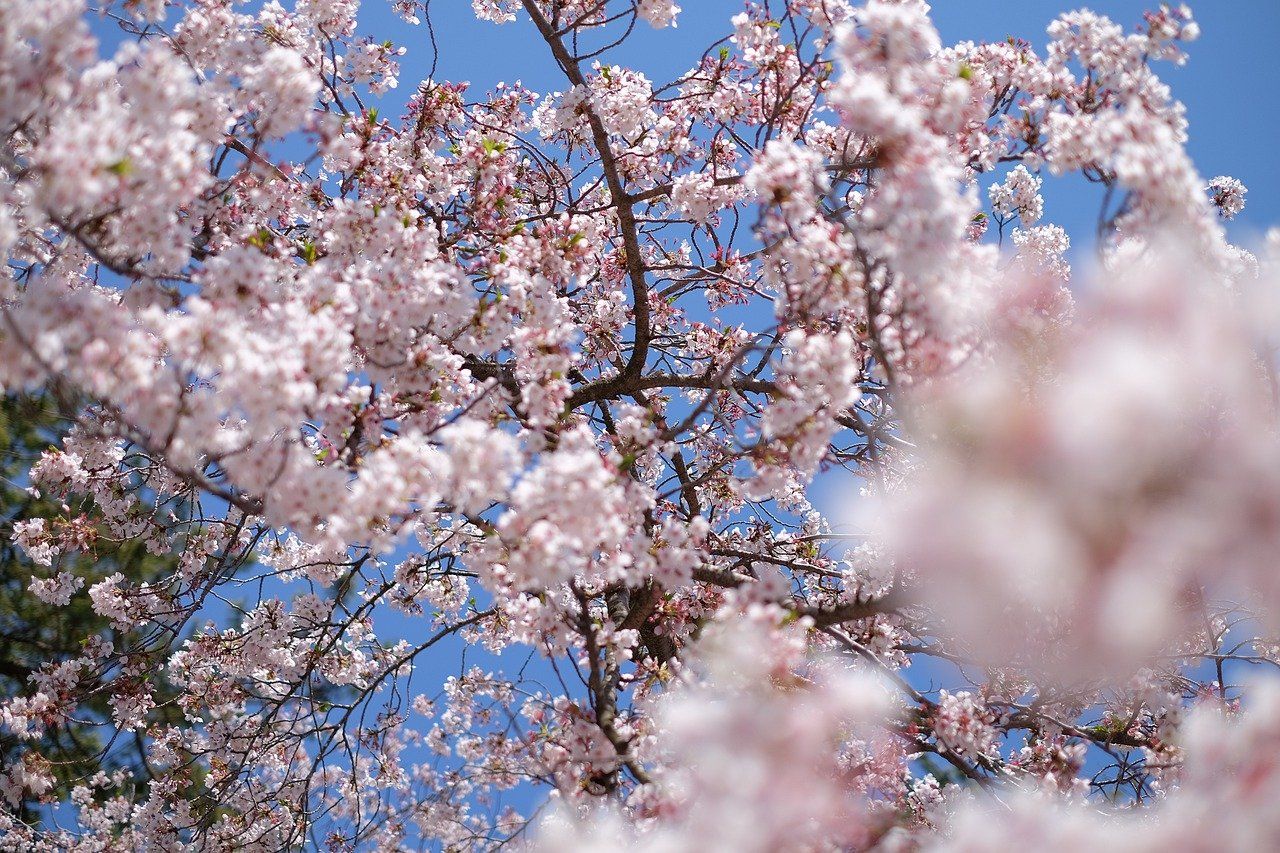 Berasa Di Jepang Ini 5 Lokasi Lihat Sakura Di Indonesia Goodlife